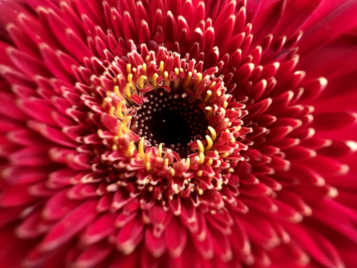 A macro picture of a flower